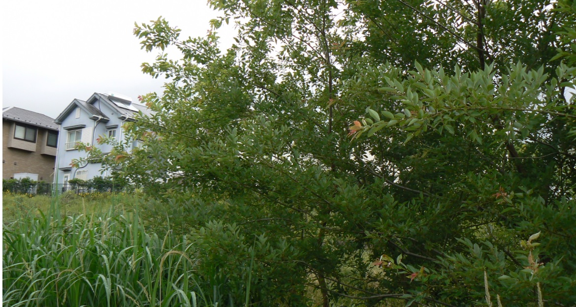 中州のヤナギ 奥から前に向かって写す_2021年6月5日 5時50分頃 気温21度